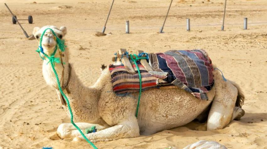 Τυνησία: Διμερές Εμπόριο Τυνησίας - Ελλάδας 2021 / Πηγή: Γραφείο Ο.Ε.Υ. στην Τύνιδα