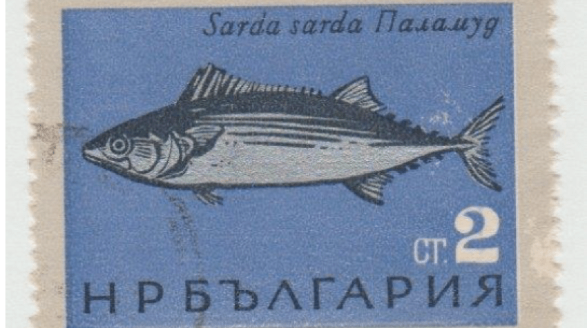 ΕΡΕΥΝΑ ΑΓΟΡΑΣ ΓΙΑ ΤΟΝ ΚΛΑΔΟ ΤΩΝ ΙΧΘΥΗΡΩΝ ΣΤΗ ΒΟΥΛΓΑΡΙΑ