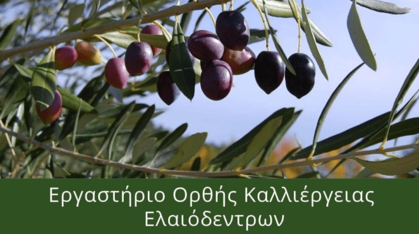 ​​​​​​​Εργαστήριο ορθής καλλιέργειας ελαιόδεντρων. Έναρξη 04/11/2025