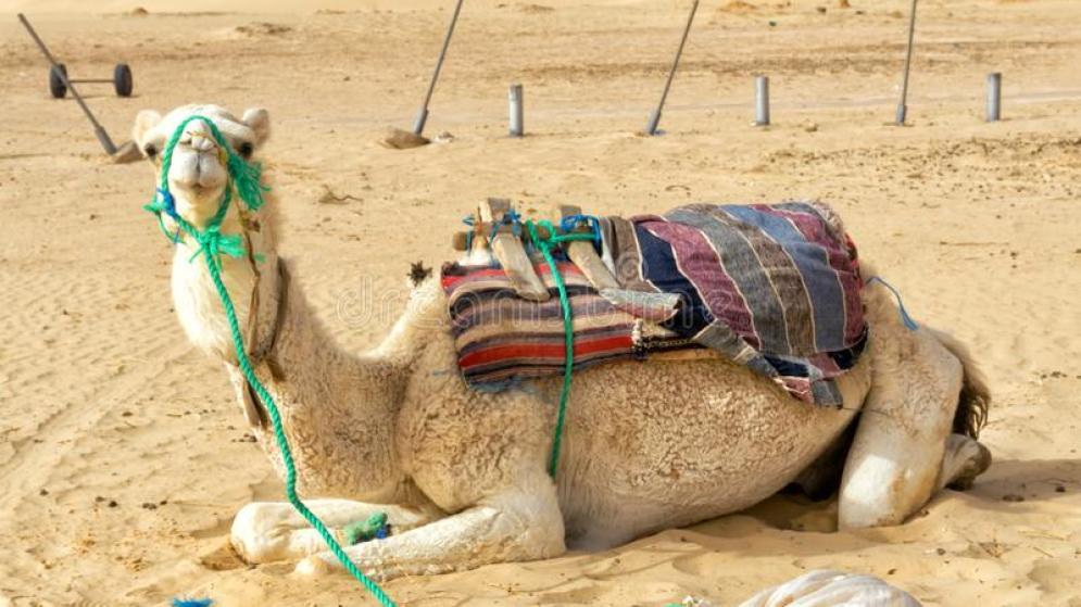 Τυνησία: Διμερές Εμπόριο Τυνησίας - Ελλάδας 2021 / Πηγή: Γραφείο Ο.Ε.Υ. στην Τύνιδα