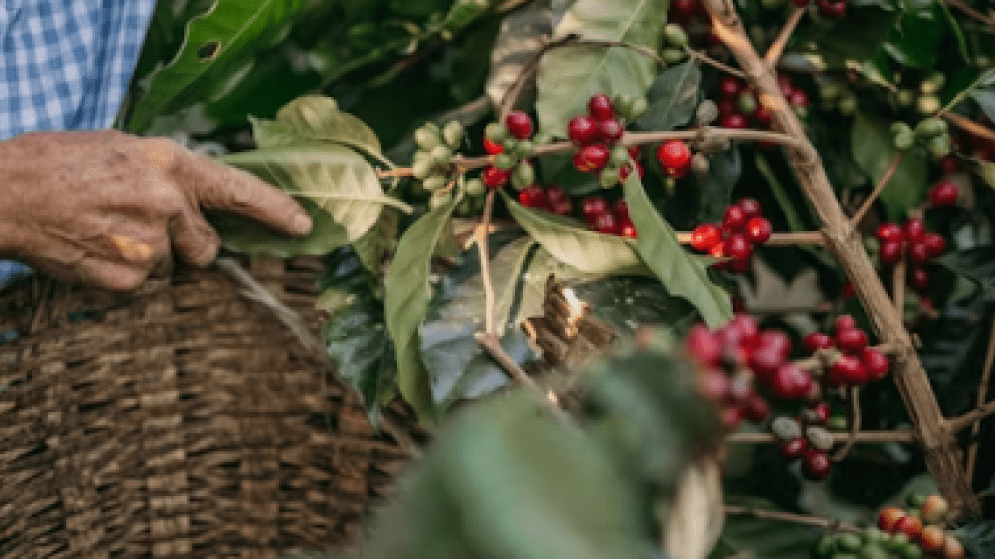 ΑΡΓΕΝΤΙΝΗ: Επενδυτική Ευκαιρία- Ανάπτυξη κόμβου γεωργικής παραγωγής στο Anillaco (κεράσι, σταφύλι, αμύγδαλο, φιστίκι)